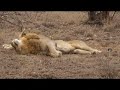 lions roaring