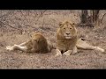 lions roaring