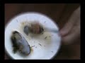 Brosse-Story moule crue !