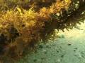 videos de Reefs and Resorts