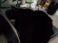 Paco vs. Sink