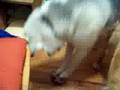 Dog performing CPR