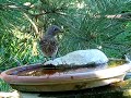 western bluebird at birdbath western bluebird at birdbath