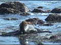 Wildlife Warriors of Malibu - Saving Goliath