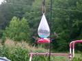 videos de humming bird frenzy