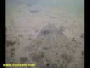 Grogging Fish - Bass, Halibut, Grouper Cruising