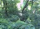 videos de Natural Florida at the Park