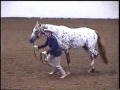 2000 ApHC World Show