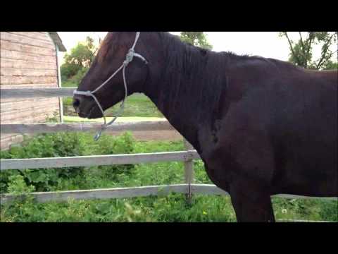 how to treat colic in llamas