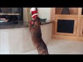 Dashshund playing...Bad day for Santa!