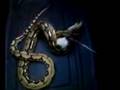 videos de FEMALE TIGER RETIC FEEDING VID 2