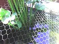 Japannese Koi Carp Peja, Kosova, Albania, Arberia Japannese Koi Carp Peja, Kosova, Albania, Arberia