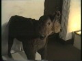 Animales Mutantes
