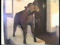 Animales Mutantes