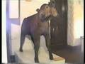 Animales Mutantes