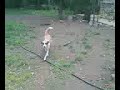 Piper Piper