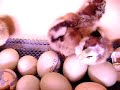 Mesti�os: Araucanos X SULave - ovos azuis - 2