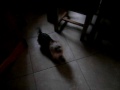 Candy the minature yorkshire terrier