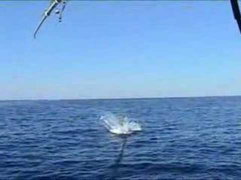 Mako Shark Jumping