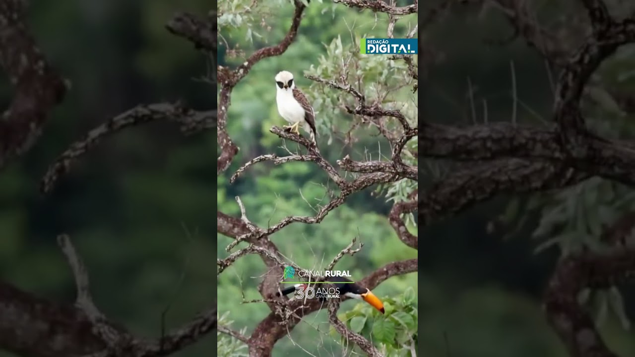 Encontro raro no DF de aves de espécies diferentes