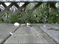 Egg Splatter