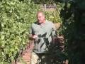 Cabernet Sauvignon Vineyard Walk Part2