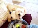 Adopt Nicky/Snickerdoodle see Petfinder.com