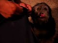Charlie eats a Pocket
