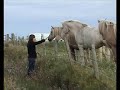 Horses in Orkney