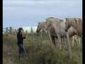 Horses in Orkney