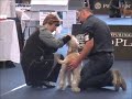 Click here to watch this video Berenica Dallo Elianto Salzburg WDS 2012 Bitches - Pups/ szczenie suki.wmv