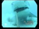 Tigershark bites snake