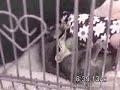 Sugar Glider Games