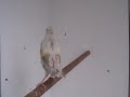 Darrrrek - Breeding Carduelis major Satin mutation