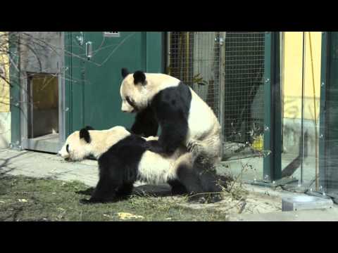 Die Paarung unserer Pandas