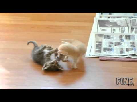 germany catfights