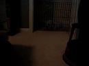 Tater Tot (Bunny) Meets Murphy (Dog) Manele-Gratis.net