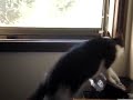 Wu Fei Chirps