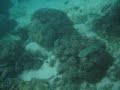 Under the sea Under the sea