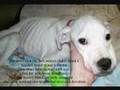 Learn The Facts - Fight BSL