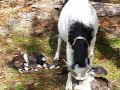 Oreo's new babies
