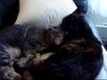 Kitten Love