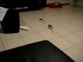videos de Leon Plays With His Mercedes (Toy) Car