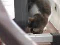 Kater an Ostern