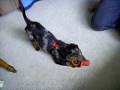 Zoey our Mini dachshund pup plays with a toy