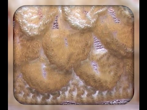 Рисунок чешуйки видео Рисунок чешуйки видео