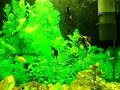 Meu Aquario Comunitario Meu Aquario Comunitario