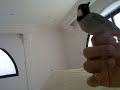 MrBufares - White-Eared Bulbul Song