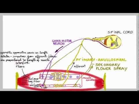 stretch reflex - Explaining muscle spindles reflex arc and its response to rapid strecth as a injury prevention mechanism.
