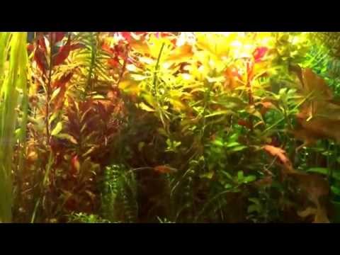 how to trim rotala